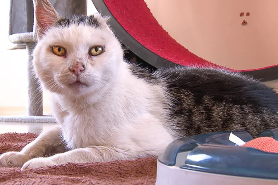 Mit seinen 16 Jahren ist Moritz noch putzmunter.