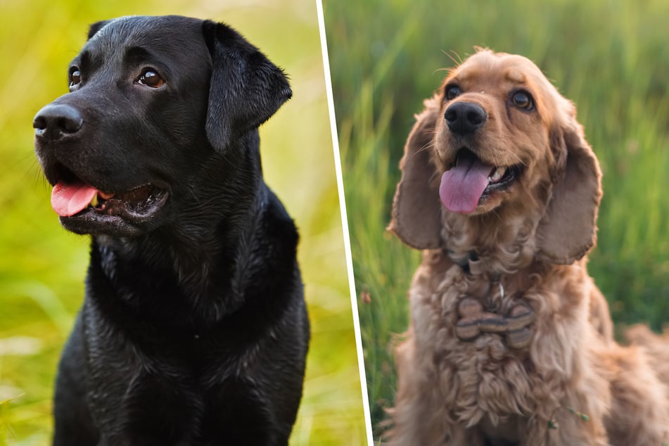 Rüde Heihei ist eine seltene Mischung aus Labrador (l.) und einem Spaniel. (Symbolfoto)