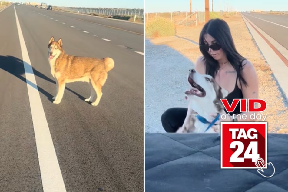 viral videos: Viral Video of the Day for October 21, 2025: Woman rescues terrified husky on busy highway