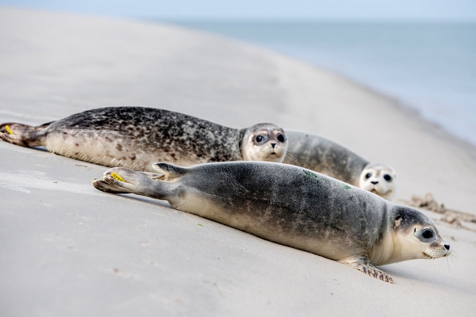Tres focas se deslizan durante la liberación en el extremo este de la isla de Juist hacia el agua del Mar del Norte.