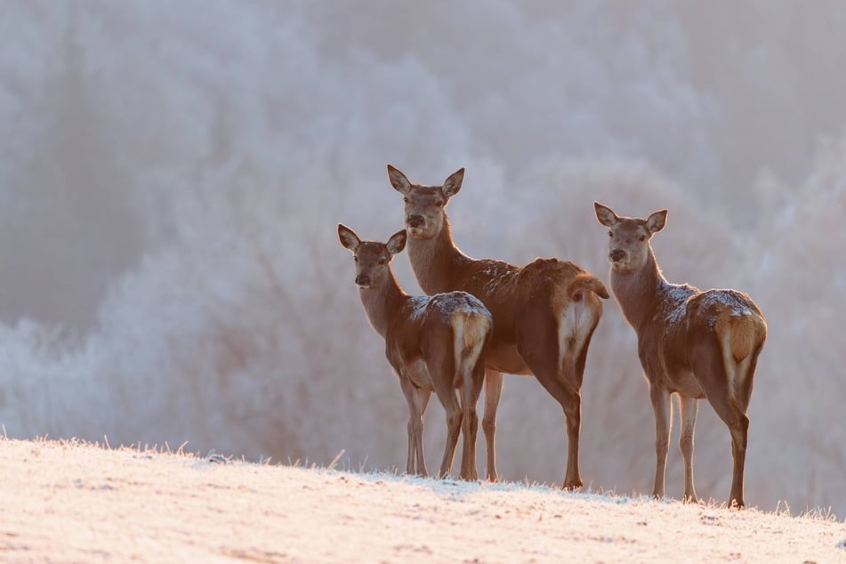 Hirschkühe sind im Erzgebirge mittlerweile ein seltener Anblick.