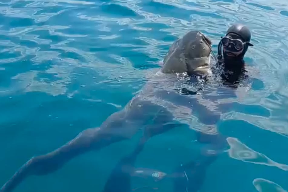 先週末、釣り人たちが2メートルのナマズを水から引き上げた。