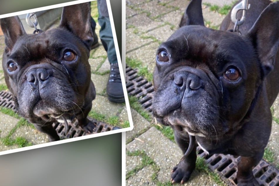 Erst herumgereicht, dann im Tierheim: Jetzt sucht kleine Bulldogge eine neue Familie