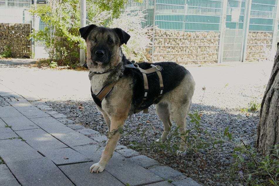 Sofie sucht Halter, die bereits Erfahrung im Umgang mit Hunden haben.