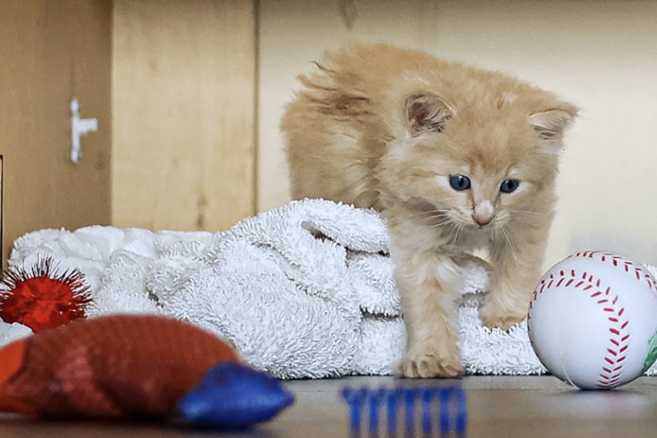 Bald kann ChipPurr mit anderen Katzen zusammenleben und spielen.
