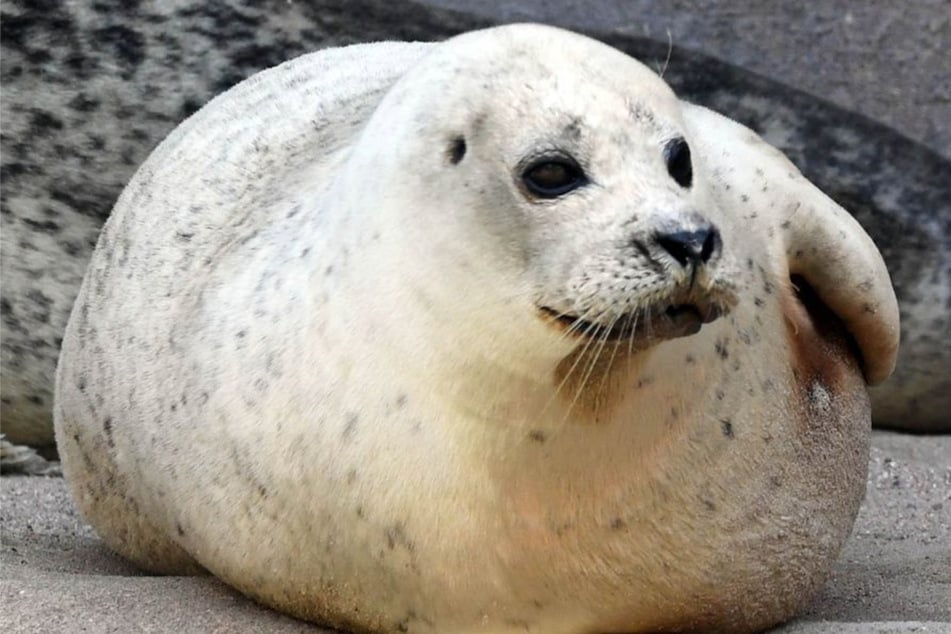 Seehund Gina stirbt mit 33: Karlsruher Zoo beendet Ära