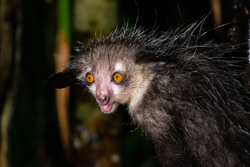 Aye-Aye sind nachtaktive Tiere die hauptsächlich in hohen Bäumen leben. (Symbolbild)