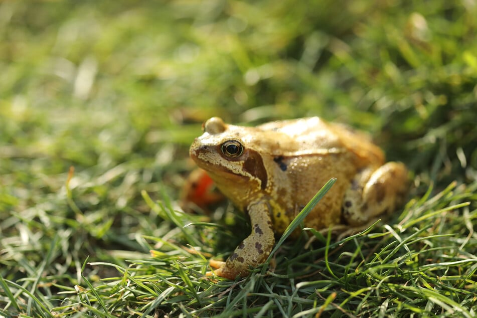 During the ritual, the venom of the Amazon frog is applied to the skin. (symbolic image)