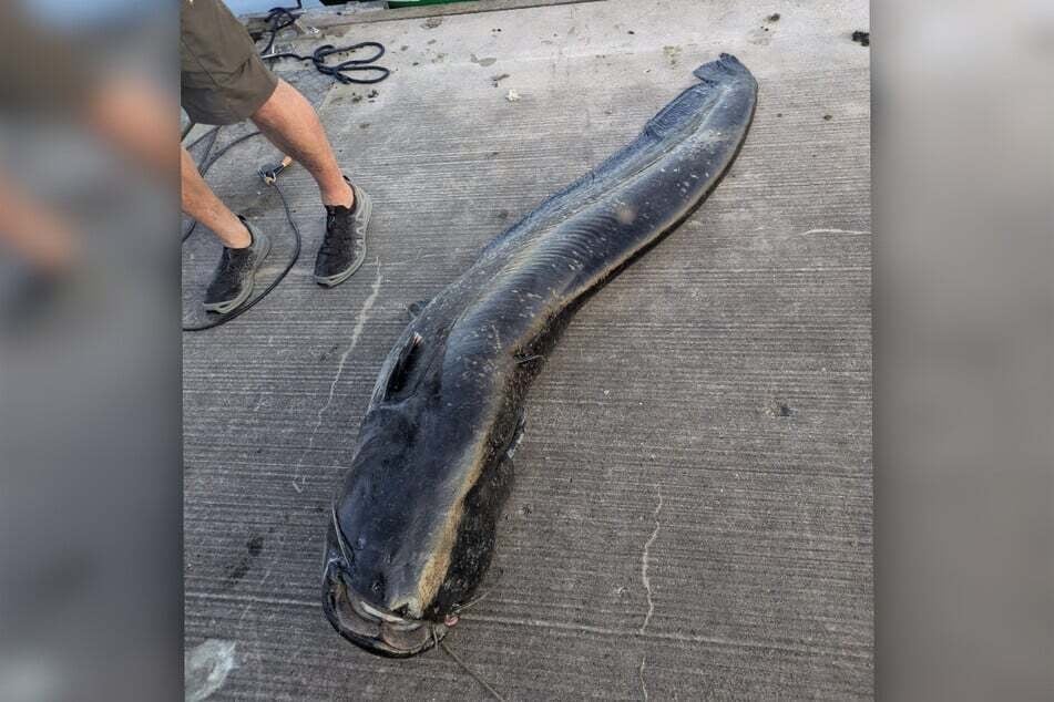 Der zwei Meter lange Wels wurde im Juni nach mehreren Attacken auf Badegäste erlegt.