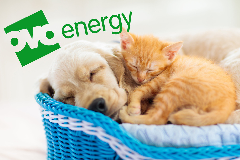 Cuddling your pets is a great way to stay warm if you can't afford your heating bills, according to Ovo Energy (stock image).