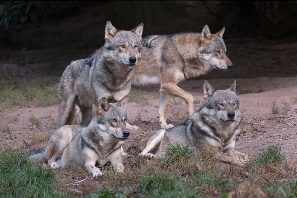 In Deutschland breiten sich Wolfsrudel aus - so auch in Sachsen-Anhalt, wo bisher 24 Rudel festgestellt werden konnten.