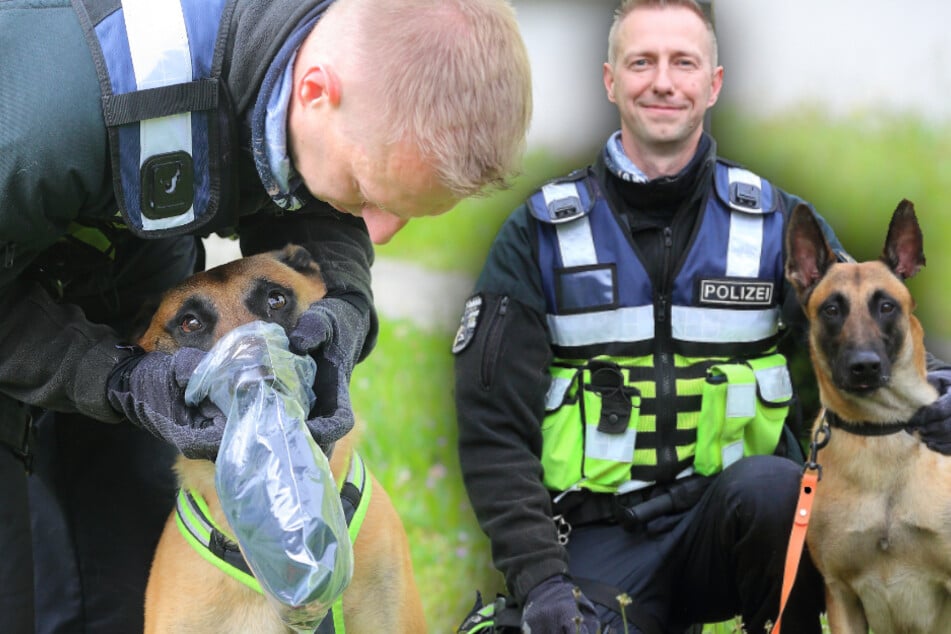 Dresden: Dresdens Polizeihundestaffel: Nur viel Übung macht aus Tier und Herrchen ein Team