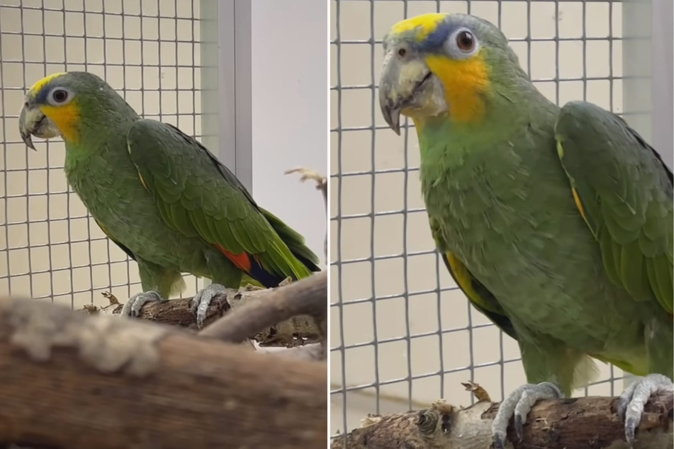 Der grüne Papagei mit dem ungewöhnlichen Namen Tünnes sucht dringend ein neues Zuhause mit netter Gesellschaft.