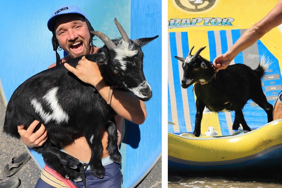 Goat vibrations: Animals and "the Goatfather" hang ten in Cali surf