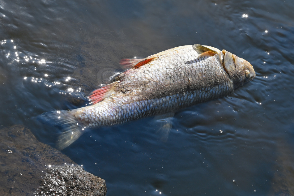 Tote Fische in einem Bach erregten die Aufmerksamkeit von Passanten. (Symbolbild)