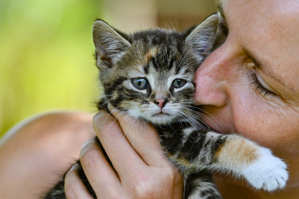 Vor allem Katzen- und Hundehalter würden derzeit auf die Barrikaden gehen.
