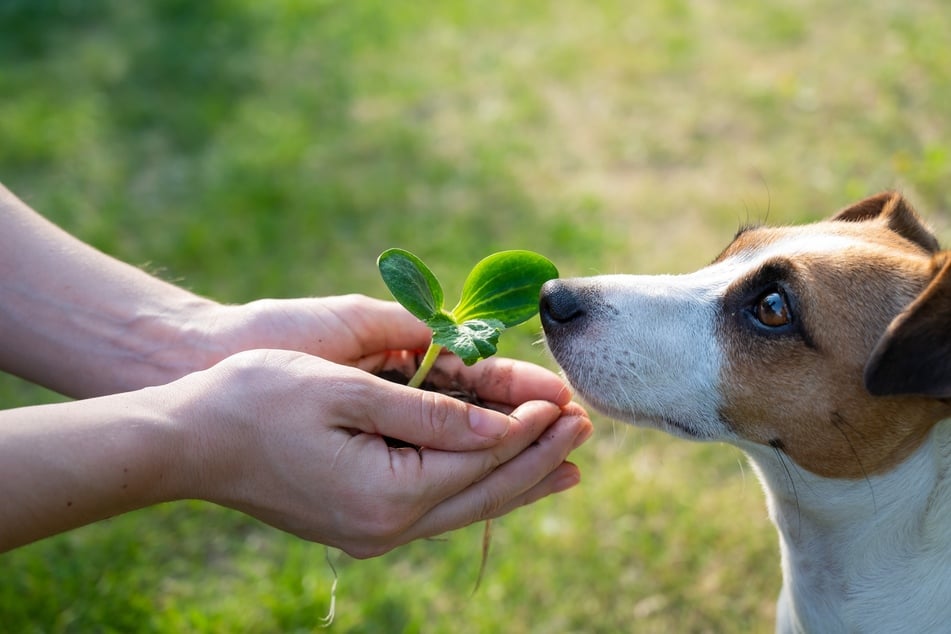 Manche Gewürze und Kräuter sind gesund, manche schädlich für Hunde.