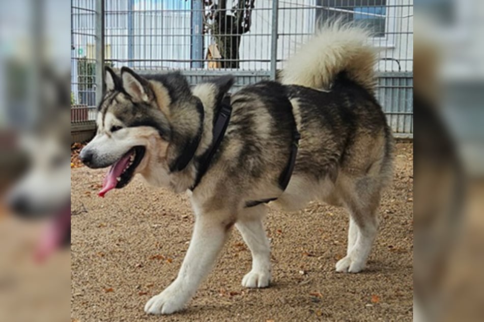Malamute-Rüde Kimbo ist schätzungsweise 2019 bis 2020 geboren und damit etwa fünf bis sechs Jahre alt.