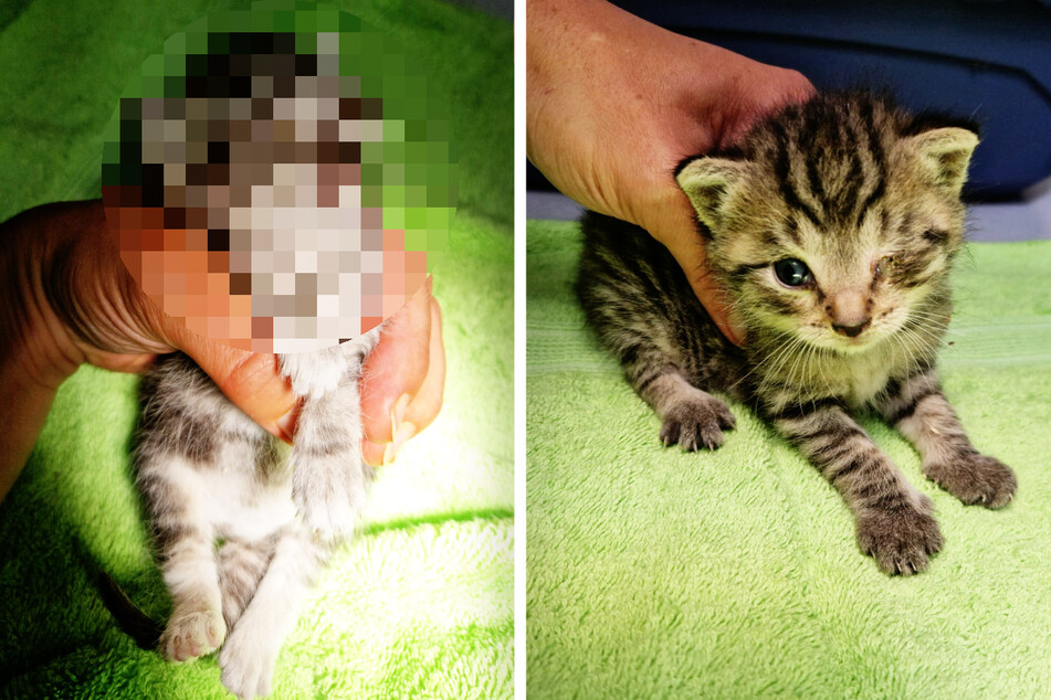 Unterernährt und krank: Ausgesetzte Katzenbabys kämpfen um Leben und Tod