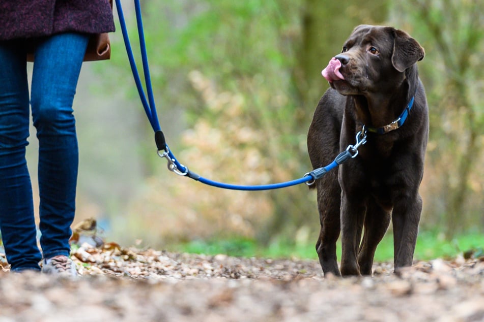 Rekord gebrochen: Kommunen nehmen mehr Hundesteuer ein als je zuvor