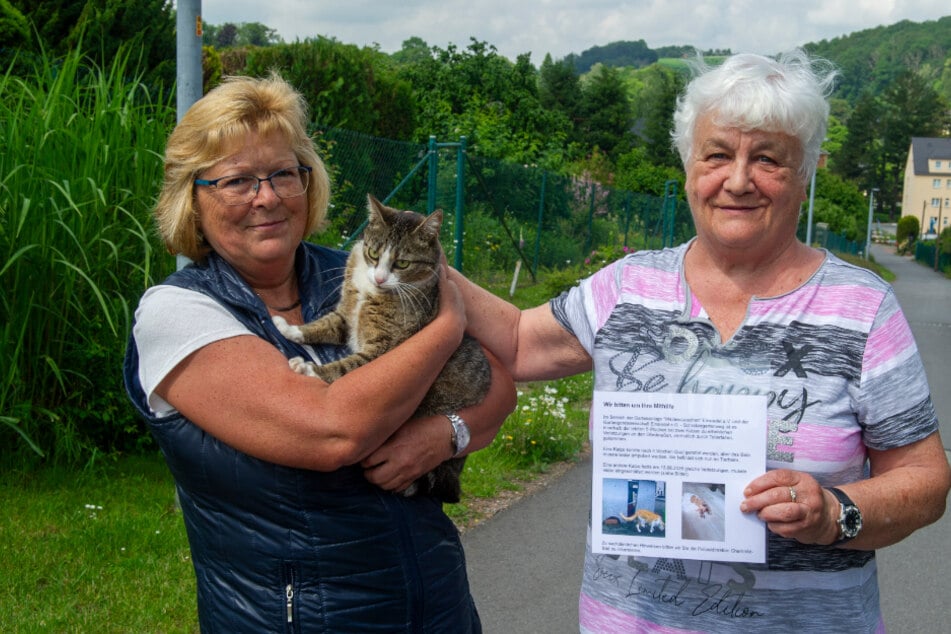 Chemnitz: Angst in Chemnitzer Gartensparte: Katzen in grausame Fallen gelockt?