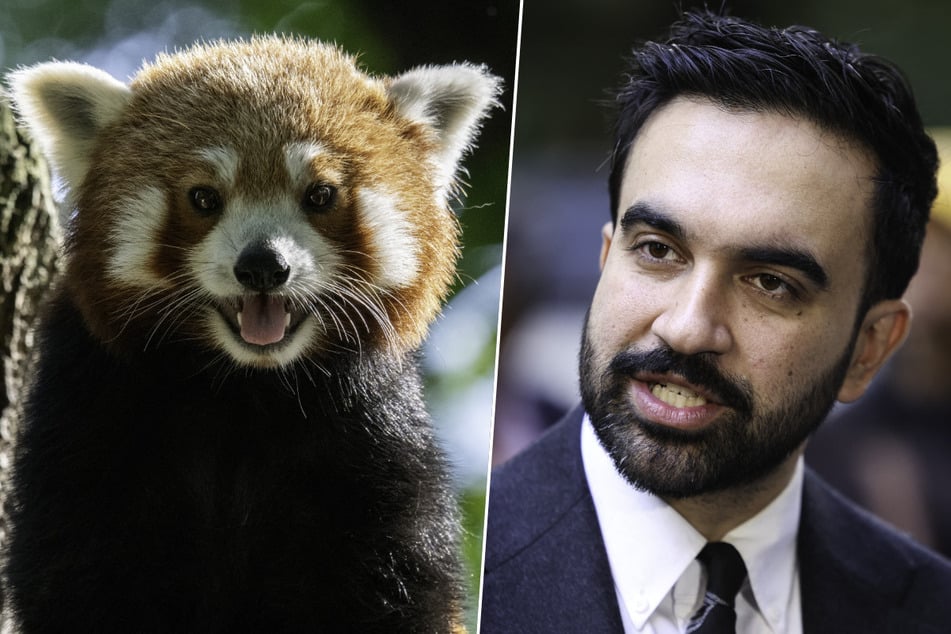 Outside the red panda enclosure at the Prospect Park Zoo, New York Mayor Zohran Mamdani announced a major settlement with the HungryPanda app to resolve violations of city law.