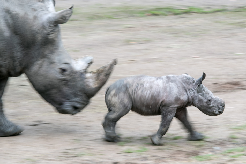 Jungtier "Willi" und Mutter "Shakina" im Januar 2020 im Dortmunder Zoo: Das junge Breitmaulnashorn ist in der Nacht zu Dienstag eingeschläfert werden.