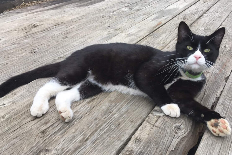This black-and-white cat was found 2,500 miles from home!