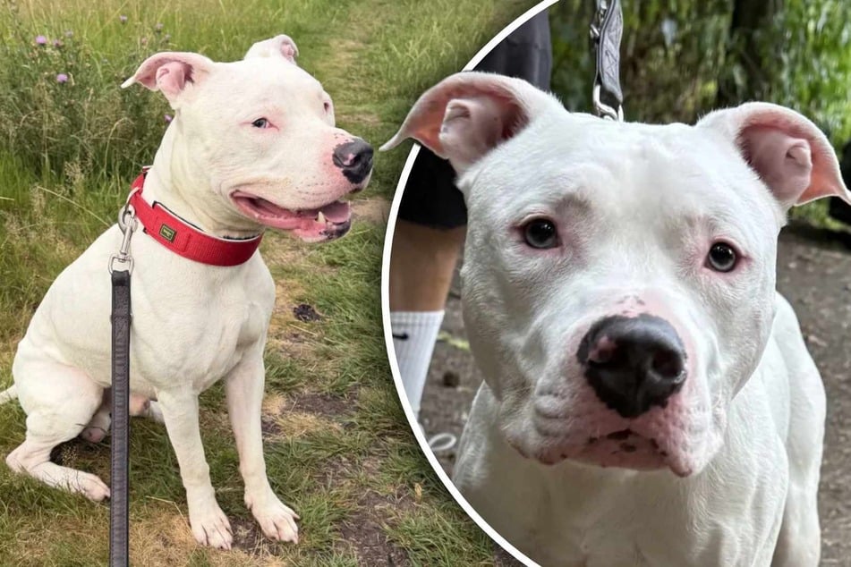"Kleiner weißer Bär" braucht endlich eine Familie: Wer schenkt Snoopy ein Zuhause?