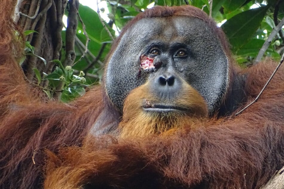 Forscher beobachten erstmals: Orang-Utan heilt Wunde aktiv mit Pflanze
