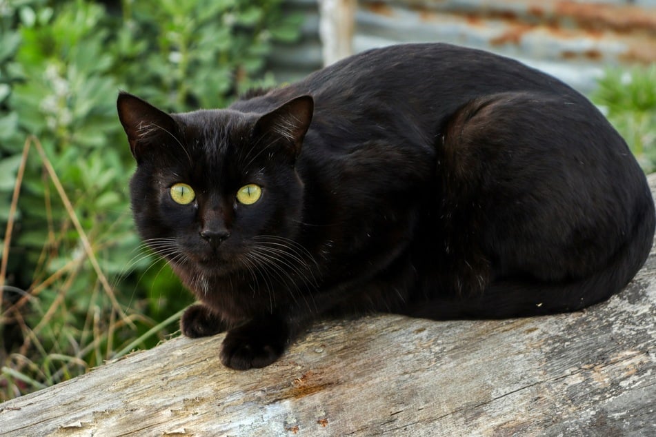 Passt ein männlicher Katzenname wie Cosmo, Nero oder Salem zu Deinem schwarzen Kater?