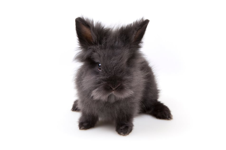Tiny rabbits are a smash hit among children.