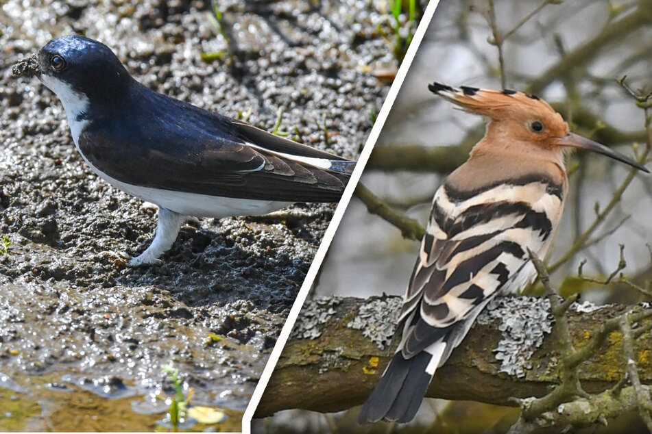 Deutschland wählt den "Vogel des Jahres": Kennst Du diese beiden Tiere?