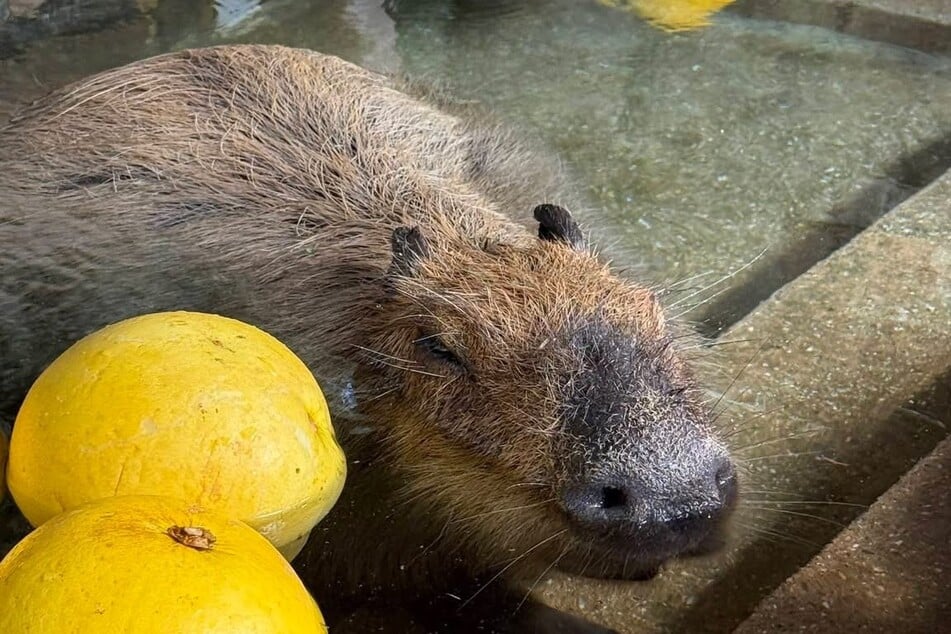Prune schreibt Geschichte: Mit fast zwei Stunden im warmen Becken wird sie zum entspanntesten Capybara Japans.