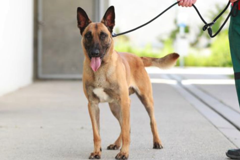 Der gelehrige Hund möchte noch einiges kennenlernen und erleben.