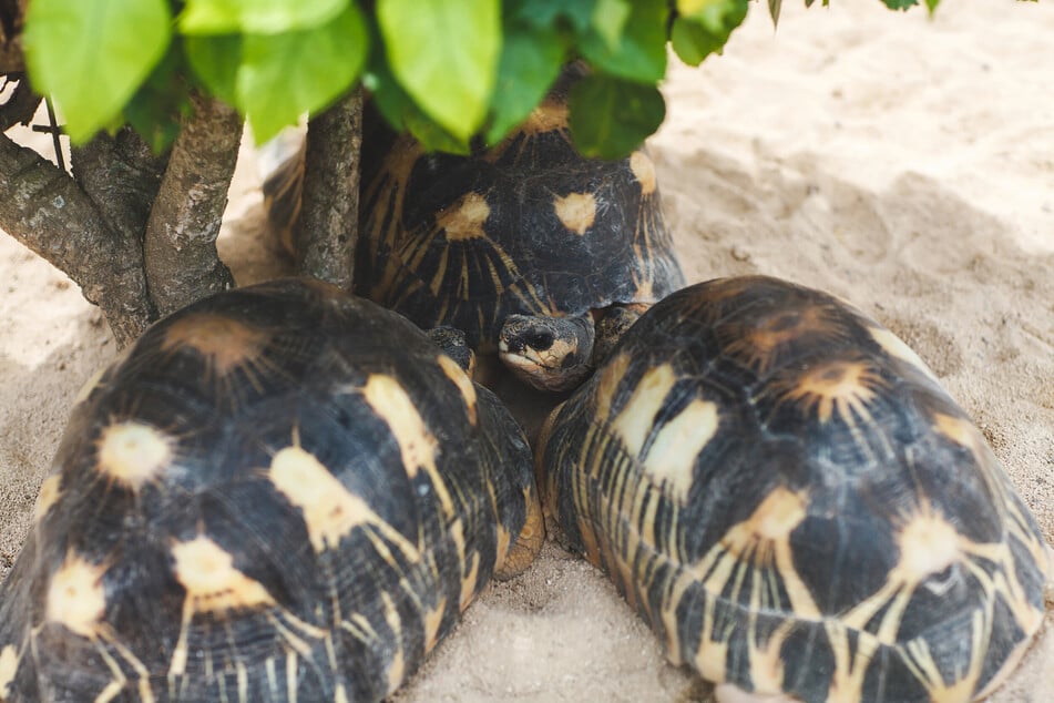 Schildkröten brauchen bei großer Hitze im Sommer ausreichend schattige Plätze.