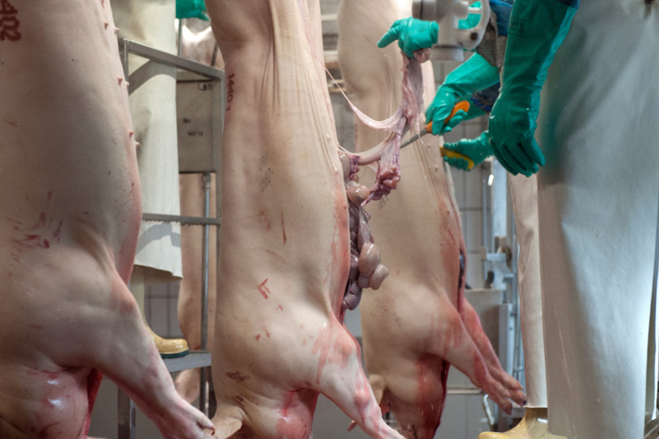 Schweine hängen nach der Tötung an einem Laufband im Zerlegebereich eines Schlachthofes.