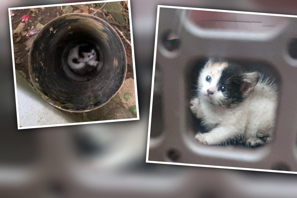 Notfall in Nordsachsen: Kleines Kätzchen steckt plötzlich in Rohr fest