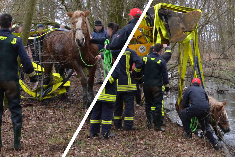 Tierische Rettungsaktion: Pferd mit geballter Kraft aus Fluss gezogen