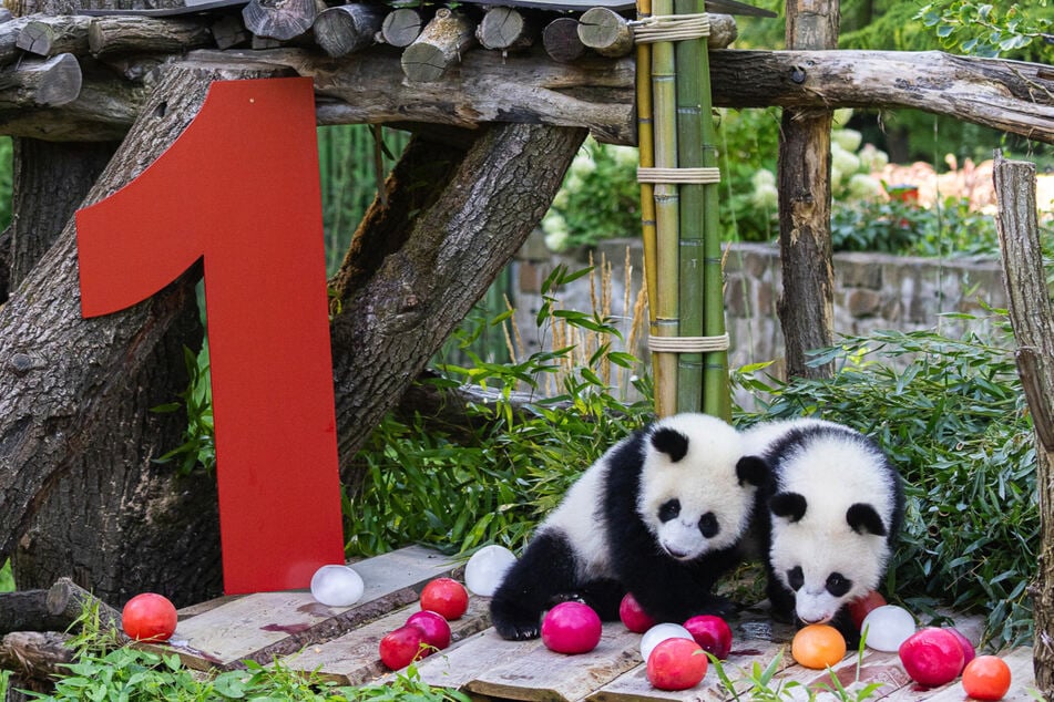 Die süßen Panda-Zwillinge aus dem Berliner Zoo, Leni und Lotti, sind am Freitag ein Jahr alt geworden.