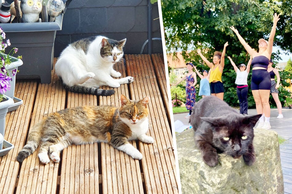 Genüsslich entspannen Lola und Edith auf Kati Grasses Balkon, während die schwarze Katze rechts Proben und Vorstellungen auf Schloss Übigau genießt.