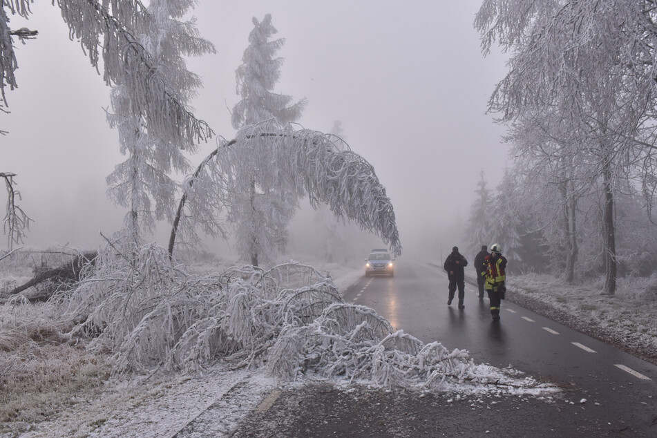 Unter der Last von Schnee und Reif können Bäume zusammenbrechen. (Archivbild)
