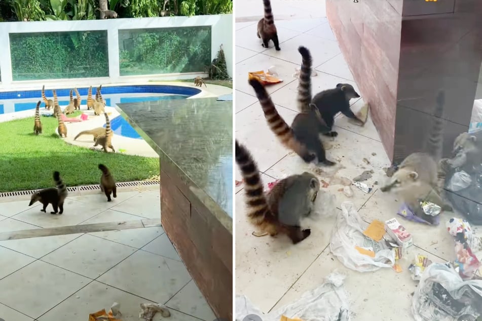 Eine Horde Nasenbären hatte sich aufs Grundstück gestohlen und ein Chaos angerichtet.