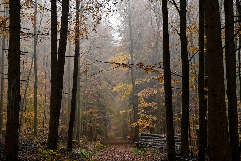 Der hessische Wald soll klimastabil bleiben. Aus diesem Grund zahlt das Land mehrere Millionen Euro an private und kommunale Waldbesitzer.