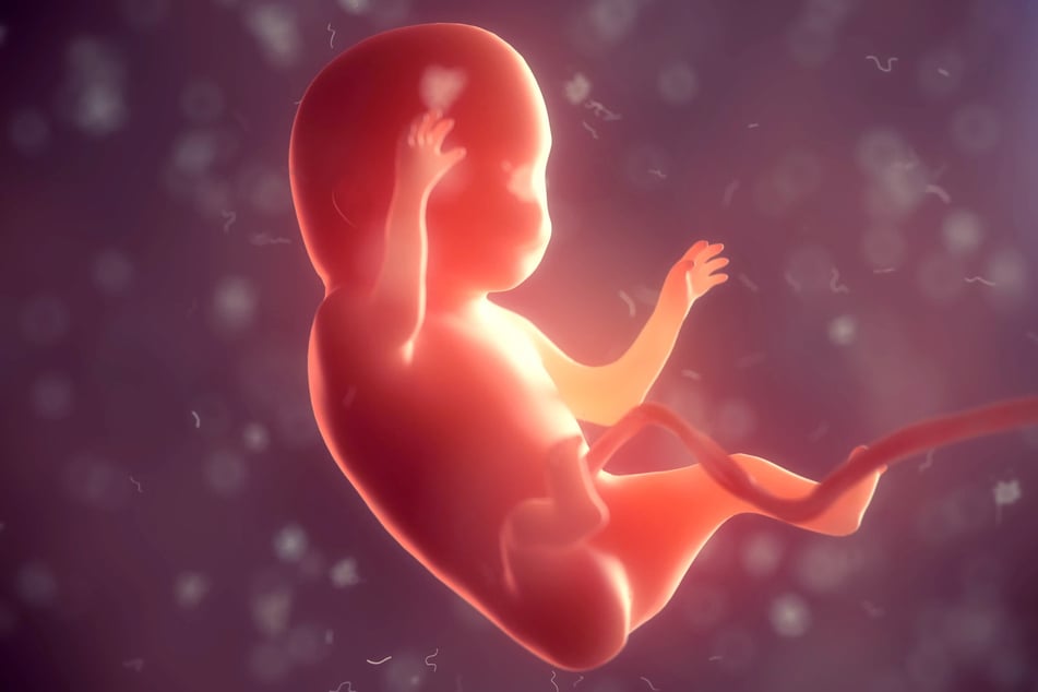 Während der Schwangerschaft wachsen die Babys in der Fruchtblase heran. (Computersimulation)