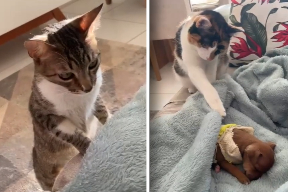 How two cats react to a baby chihuahua melts millions of hearts