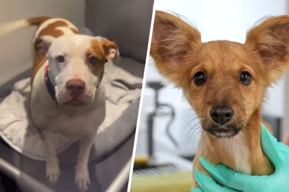 Diese Hunde können sich freuen, im Tierheim der San Diego Humane Society untergekommen zu sein.