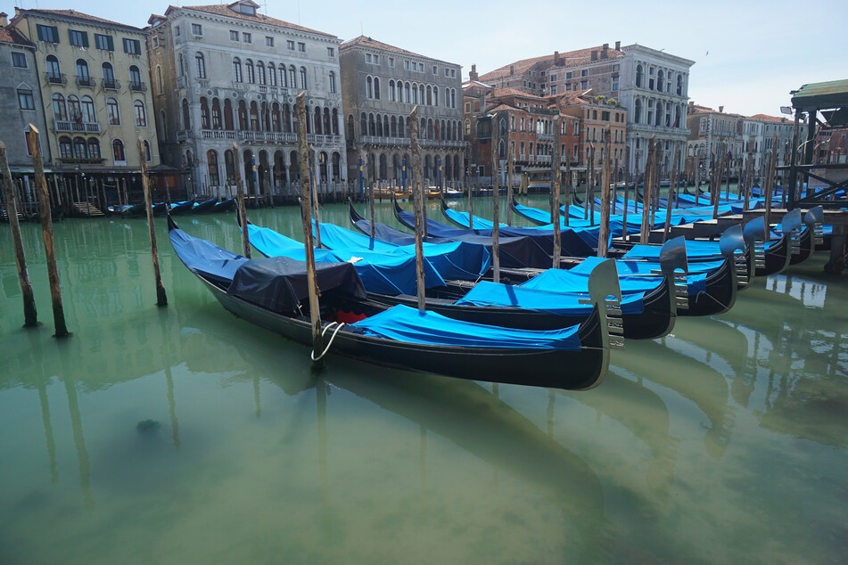 Gondeln sind auf dem Canal Grande an Holzpfählen festgemacht. Kaum betrieb auf dem Wasser - nun wurden ganz seltene Gäste gesichtet.