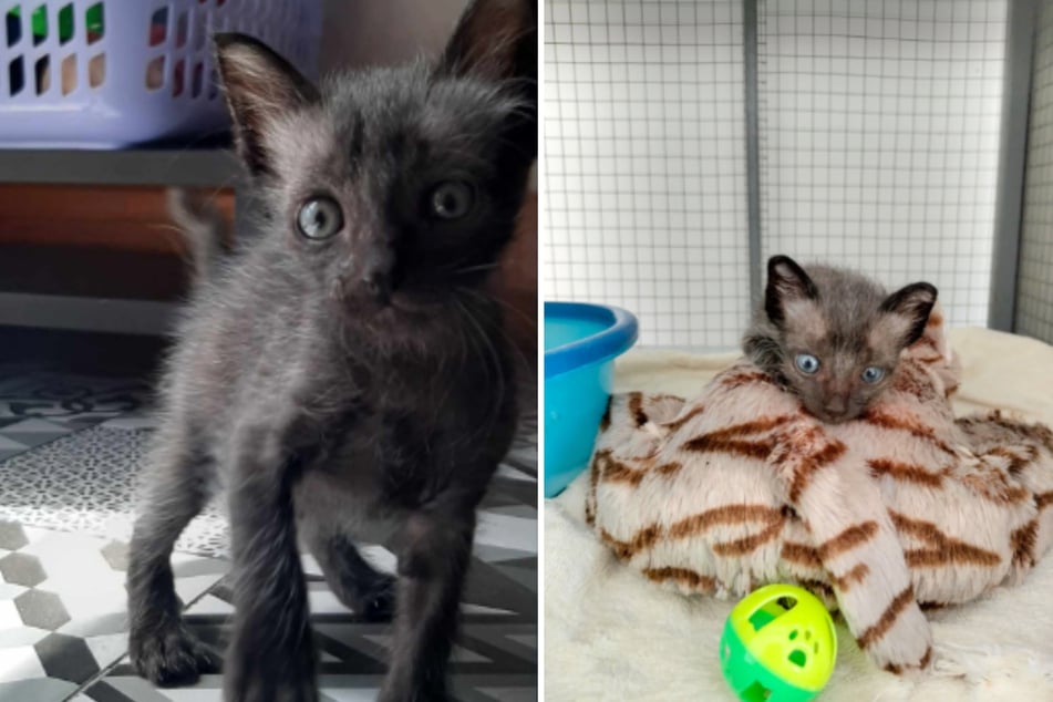 Black kitten found fighting for life in a graveyard gets second chance