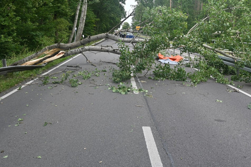 Baum kracht auf fahrendes Auto: Fahrer hat einen Schutzengel